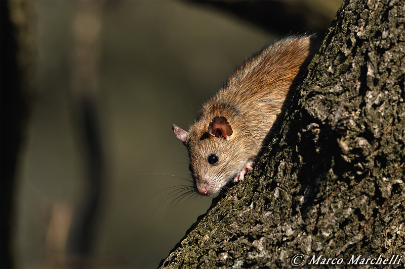 Ratto rattus (probabile forma alexandrinus)